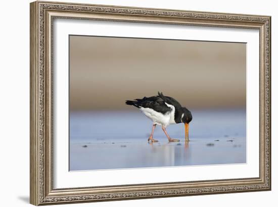 Oystercatcher Probing into the Sand for a Worm-null-Framed Photographic Print