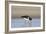 Oystercatcher Probing into the Sand for a Worm-null-Framed Photographic Print