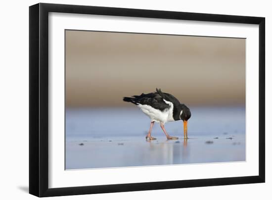 Oystercatcher Probing into the Sand for a Worm-null-Framed Photographic Print