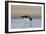 Oystercatcher Probing into the Sand for a Worm-null-Framed Photographic Print