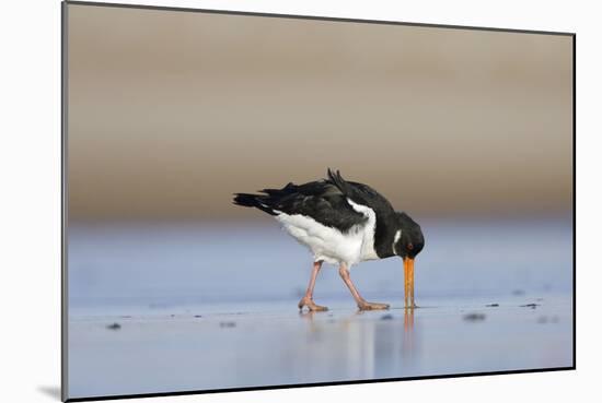 Oystercatcher Probing into the Sand for a Worm-null-Mounted Photographic Print