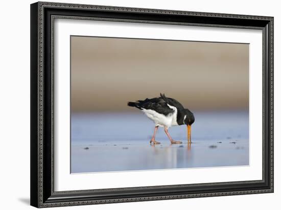 Oystercatcher Probing into the Sand for a Worm-null-Framed Photographic Print