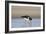 Oystercatcher Probing into the Sand for a Worm-null-Framed Photographic Print