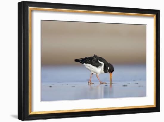 Oystercatcher Probing into the Sand for a Worm-null-Framed Photographic Print