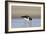 Oystercatcher Probing into the Sand for a Worm-null-Framed Photographic Print