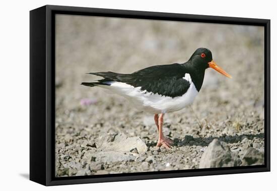 Oystercatcher Side View, on Rocky Shore-null-Framed Premier Image Canvas