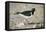 Oystercatcher Side View, on Rocky Shore-null-Framed Premier Image Canvas