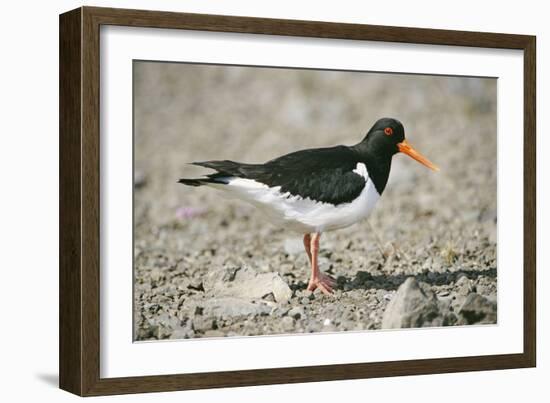 Oystercatcher Side View, on Rocky Shore-null-Framed Photographic Print