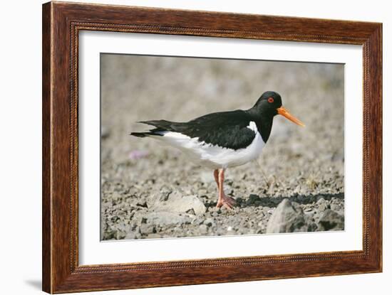 Oystercatcher Side View, on Rocky Shore-null-Framed Photographic Print