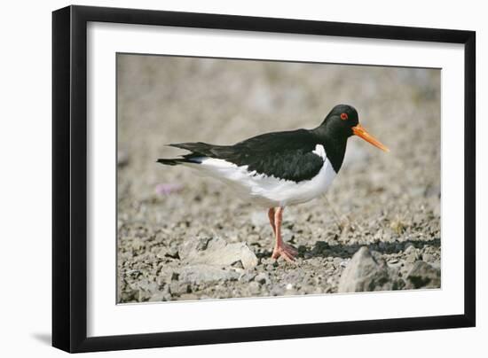 Oystercatcher Side View, on Rocky Shore-null-Framed Photographic Print