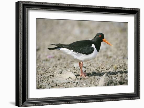 Oystercatcher Side View, on Rocky Shore-null-Framed Photographic Print