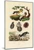 Oysters, 1833-39-null-Mounted Giclee Print