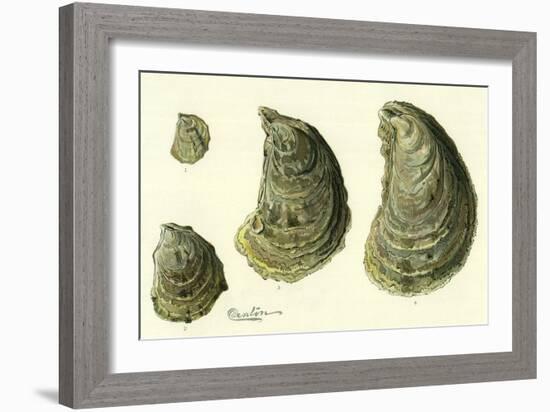 Oysters Ages 1-4-null-Framed Giclee Print