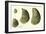 Oysters Ages 1-4-null-Framed Giclee Print
