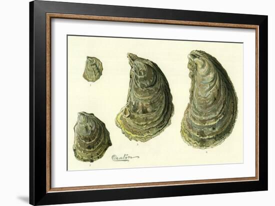 Oysters Ages 1-4-null-Framed Giclee Print