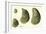 Oysters Ages 1-4-null-Framed Giclee Print