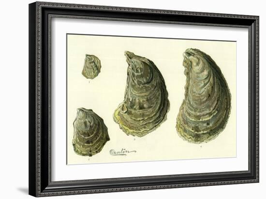 Oysters Ages 1-4-null-Framed Giclee Print