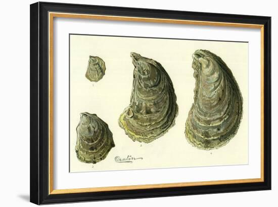 Oysters Ages 1-4-null-Framed Giclee Print