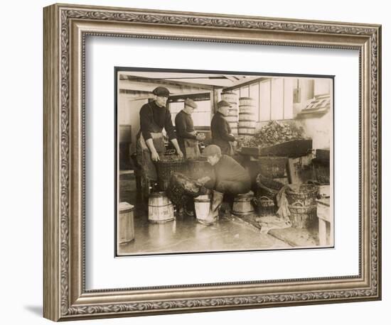 Oysters are Sorted and Packed-null-Framed Photographic Print