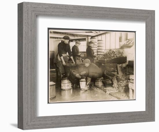 Oysters are Sorted and Packed-null-Framed Photographic Print