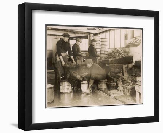 Oysters are Sorted and Packed-null-Framed Photographic Print