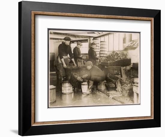 Oysters are Sorted and Packed-null-Framed Photographic Print