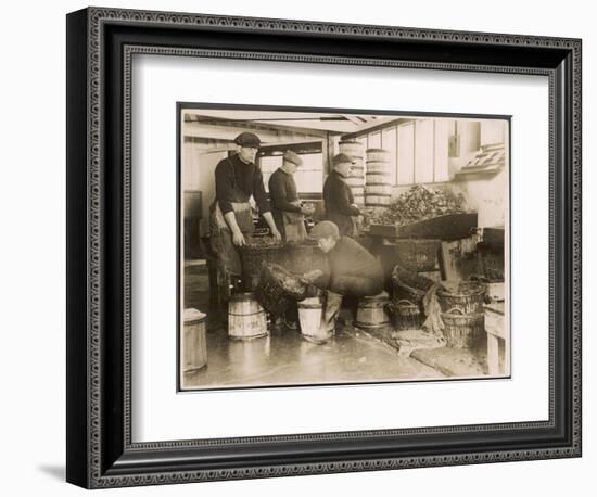 Oysters are Sorted and Packed-null-Framed Photographic Print