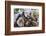 Oysters, Kilkenny, County Kilkenny, Leinster, Republic of Ireland (Eire), Europe-Nico Tondini-Framed Photographic Print