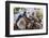 Oysters, Kilkenny, County Kilkenny, Leinster, Republic of Ireland (Eire), Europe-Nico Tondini-Framed Photographic Print