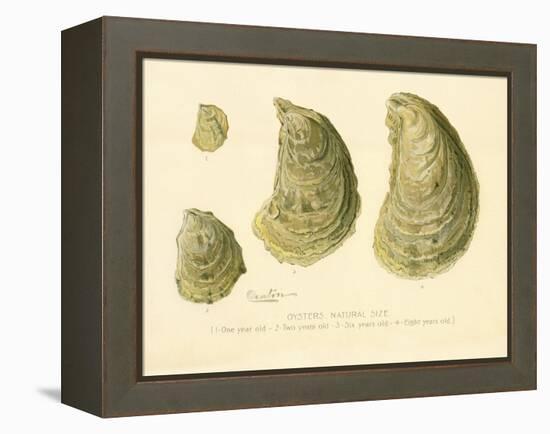 Oysters Natural Size-null-Framed Premier Image Canvas