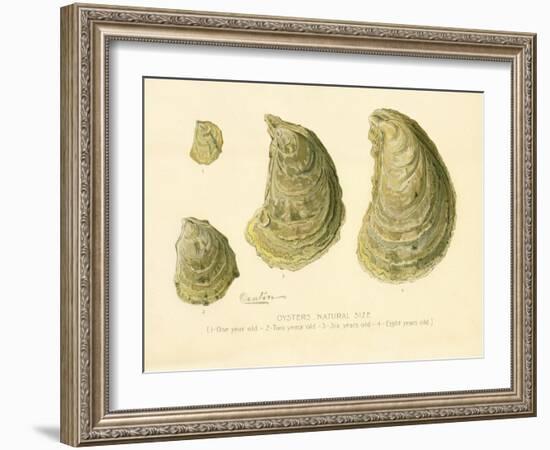 Oysters Natural Size-null-Framed Giclee Print