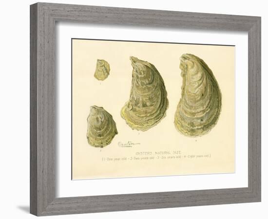 Oysters Natural Size-null-Framed Giclee Print