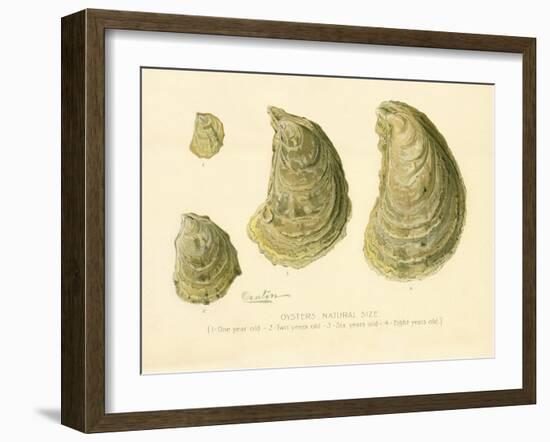 Oysters Natural Size-null-Framed Giclee Print