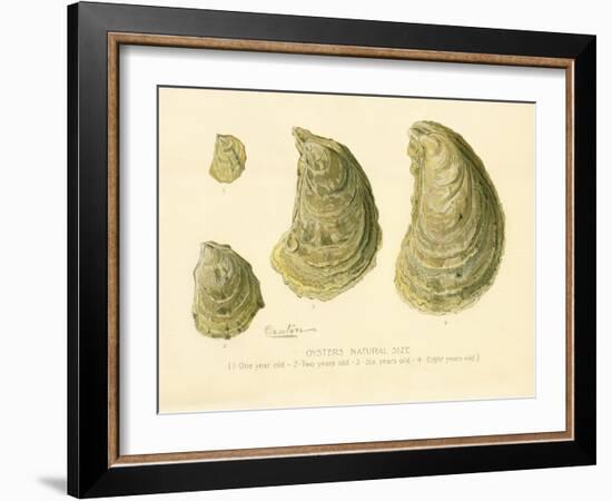 Oysters Natural Size-null-Framed Giclee Print