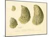 Oysters Natural Size-null-Mounted Giclee Print