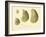 Oysters Natural Size-null-Framed Giclee Print