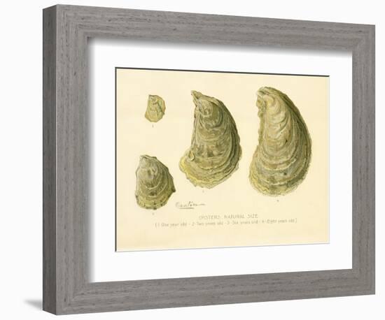 Oysters Natural Size-null-Framed Giclee Print