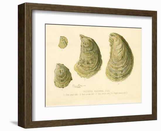 Oysters Natural Size-null-Framed Giclee Print