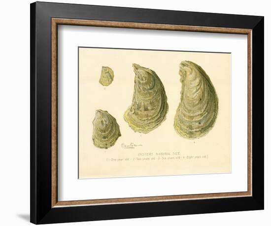 Oysters Natural Size-null-Framed Giclee Print