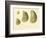 Oysters Natural Size-null-Framed Giclee Print