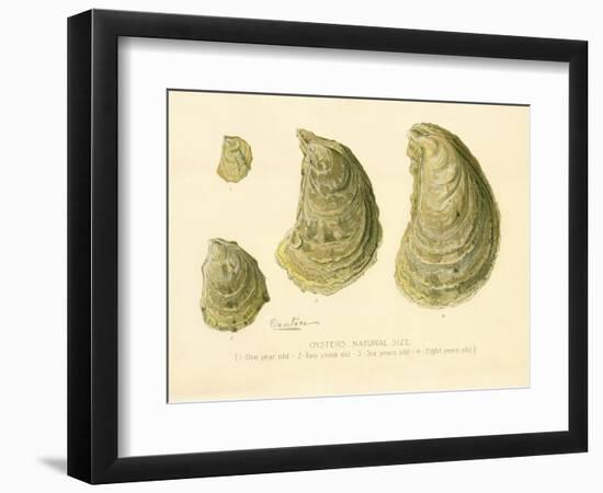 Oysters Natural Size-null-Framed Giclee Print