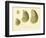 Oysters Natural Size-null-Framed Giclee Print