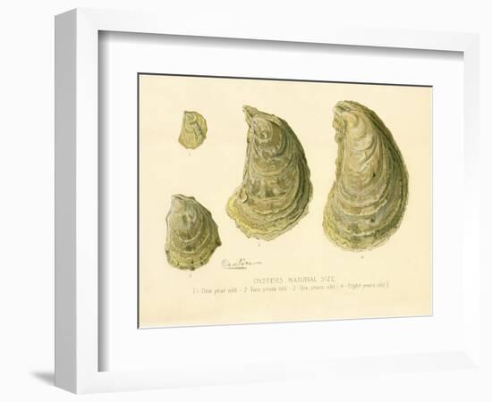 Oysters Natural Size-null-Framed Giclee Print