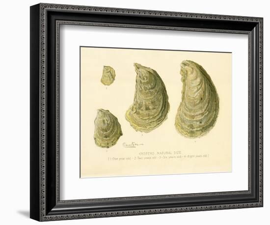 Oysters Natural Size--Framed Giclee Print