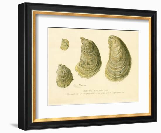 Oysters Natural Size-null-Framed Giclee Print