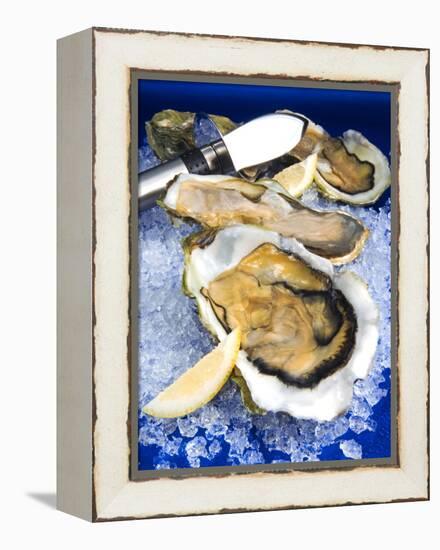 Oysters on Ice (Ostrea Edulis), France, Europe-null-Framed Premier Image Canvas