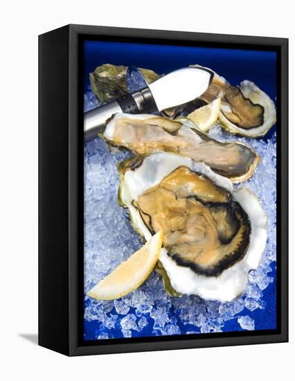 Oysters on Ice (Ostrea Edulis), France, Europe-null-Framed Premier Image Canvas