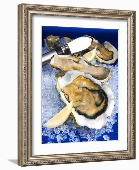 Oysters on Ice (Ostrea Edulis), France, Europe-null-Framed Photographic Print