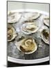 Oysters on Ice-Matilda Lindeblad-Mounted Photographic Print