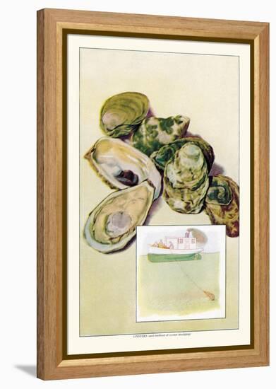 Oysters-null-Framed Stretched Canvas